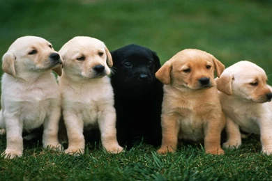 Dog hd wallpaper 0393.jpg