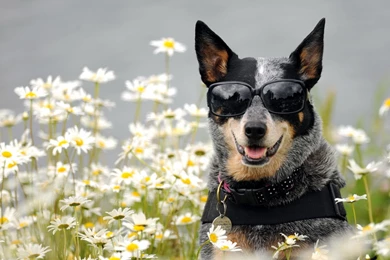 Australian Cattle Dog Desktop Wallpapers And Images, New Wallpapers