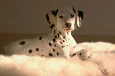 Dalmatian Dog HD Wallpapers