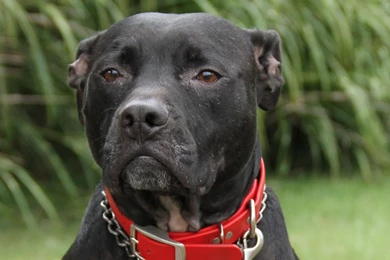 Dog hd wallpaper 0140.jpg