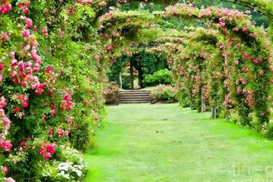 ROSE GARDEN WALLPAPER (