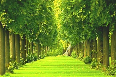 Gardens Wallpaper: Green Garden Hd Wallpapers Free Choice Wallpapers ...