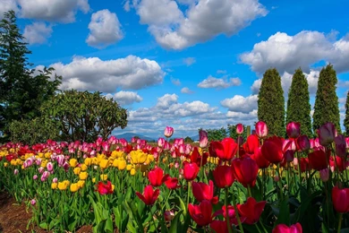 Tulip Garden HD Wallpapers   Wallpapers109 A Huge Collection Of ...