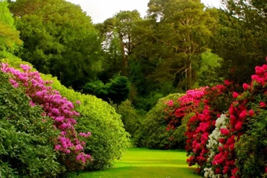 1080x1920 Flowers Grass Garden Wallpapers HD