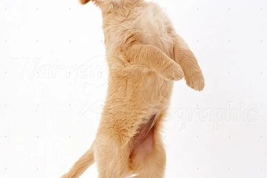 White Backgrounds Puppies Images And Pictures