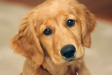 Dogs Cute Golden Retriever Puppy Golden Retriever Dogs Puppy ...