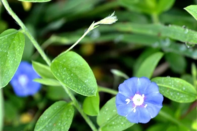 IWallpapers   iPad Retina Wallpapers Blue Flower   Free iPad Retina ...