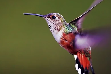 Page 2: New iPad Air, 4, 3, iPad Mini Retina Hummingbird ...
