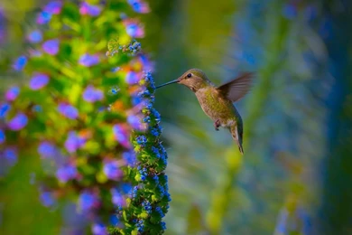 Gold Hummingbird Desktop Backgrounds HD 1920x1200