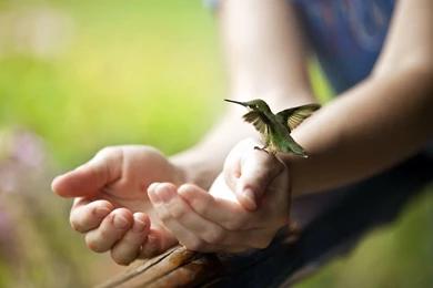 Hummingbird Computer Wallpapers, Desktop Backgrounds