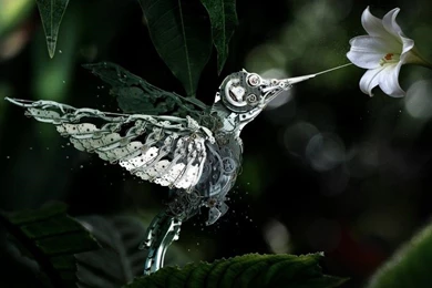 Flowers Steampunk Widescreen Hummingbird Wallpapers