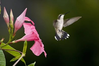 Hummingbird Wallpapers