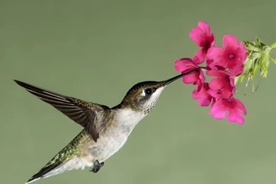 Hummingbird Drawing   Wallpaper.