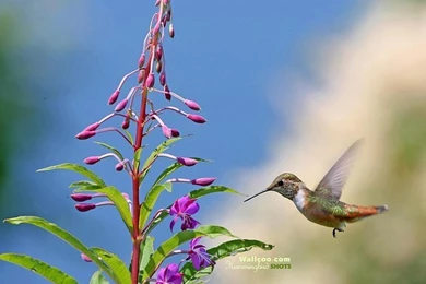 1600*1200 Hummingbirds Photo, World's Smallest Birds 14   Wallcoo.net