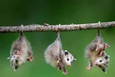 Baby Animal Wallpapers   Wallpapers Cave