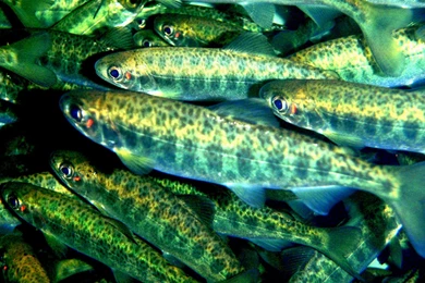 Gallery For   River Fish Hd Wallpapers