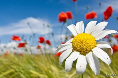 Spring – Windows 10 Wallpapers