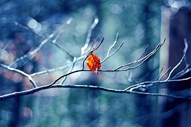 Free Winter Mac Wallpapers, iMac Wallpapers, Retina MacBook Pro ...