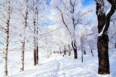 Download Wallpapers 2560x1440 Trail, Trees, Snow, Frost, Day ...