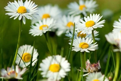 Spring flower free wallpaper.jpg