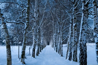 Birch Trees Alley Winter Mac Wallpapers Download