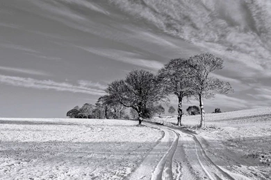 1280x800 Black And White Winter Desktop PC And Mac Wallpapers