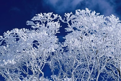 1366x768 Winter Frost Branches Desktop PC And Mac Wallpapers