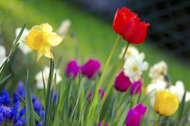 Spring Flowers HD Free Download Wallpapers – Windows 10 Wallpapers