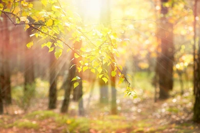 Nature Tree Tree Leaves Leaves Yellow Branches Sun Rays Blur ...