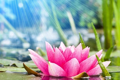 Flowers Wallpapers Hd Download   All Wallpapers New