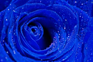 Blue Hd Flower Wallpapers Tumblr