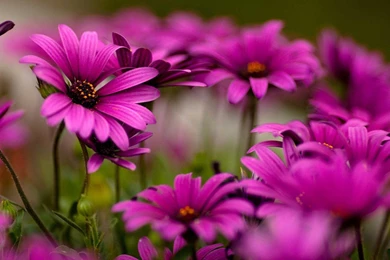 HD Purple Flower Wallpapers