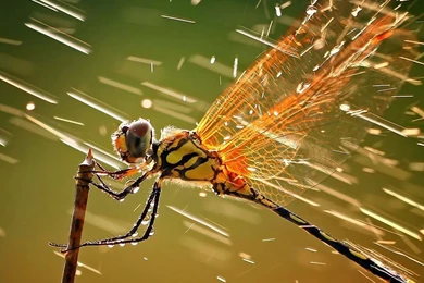 Homescreen iPad Air Wallpapers