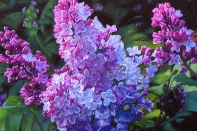 Lovely Lilacs (