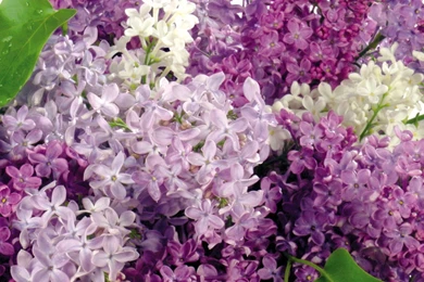 Download Wallpapers 3840x1200 Lilacs, Bloom, Flower, Spring Dual ...