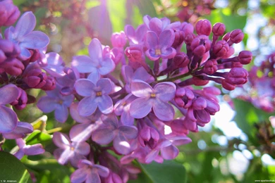 Free Desktop Wallpapers Flowers 25152 2560x1600