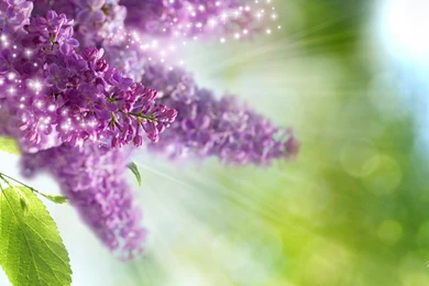 Just Lilacs >> HD Wallpaper, Get It Now!