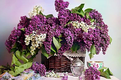 Spring Lilacs Wallpaper__yvt2 Magic4Walls.com