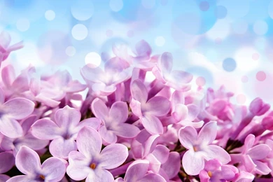 Lilac Flower Drawing Wallpaper.
