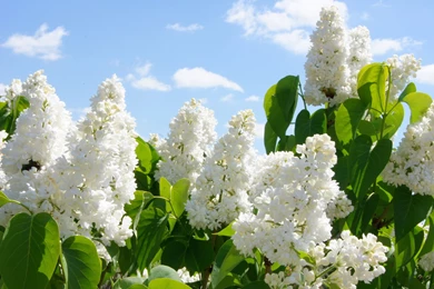 White Lilacs Wallpapers