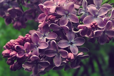 Lilac Flowers Meaning