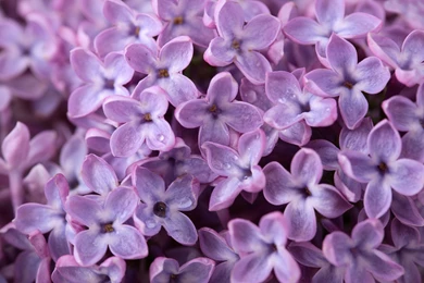 1024x768px Lilac 244.13 KB