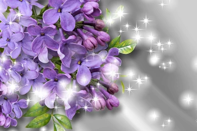 Fragrance Of The Lilacs Wallpapers