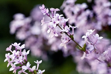 Beautiful Purple Lilac Flowers.jpg
