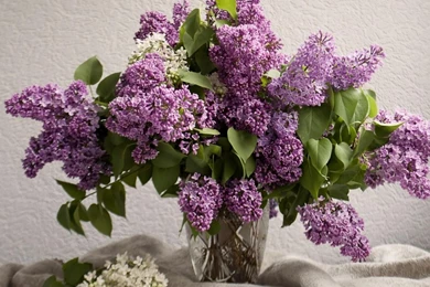 Download Wallpapers 1280x1024 Lilacs, Bouquet, Vase, Spring, Mood ...