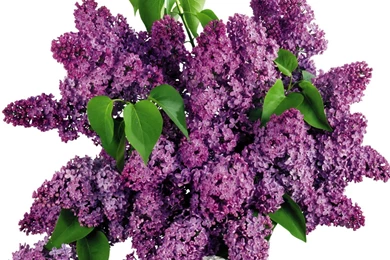 Download Wallpapers 1920x1080 Lilacs, Bouquet, Vase, Crystal ...