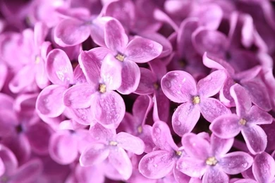 Purple Lilacs Wallpapers 29486