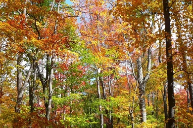 MLeWallpapers.com   Fall Forest II