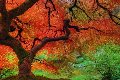 Fall Leave Colors Quotes. QuotesGram