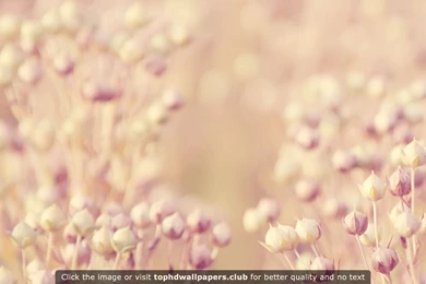 Page 2 Of Best Floral 4K Or HD Wallpapers